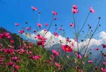 valley of flowers tour